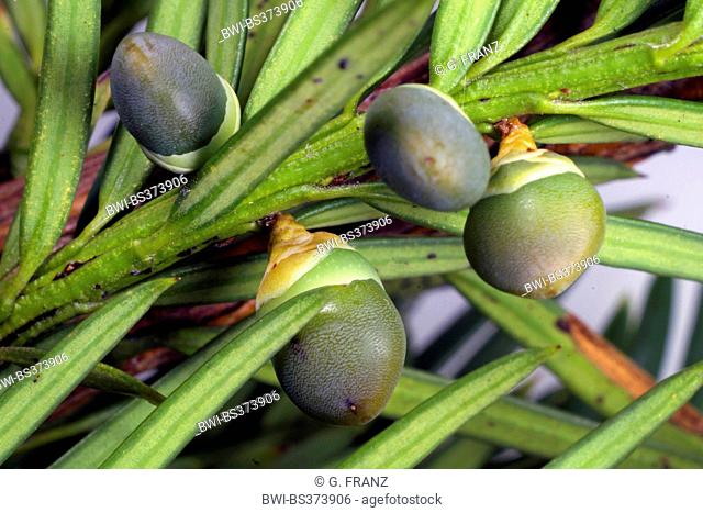 Common yew, English yew, European yew (Taxus baccata), immature seeds