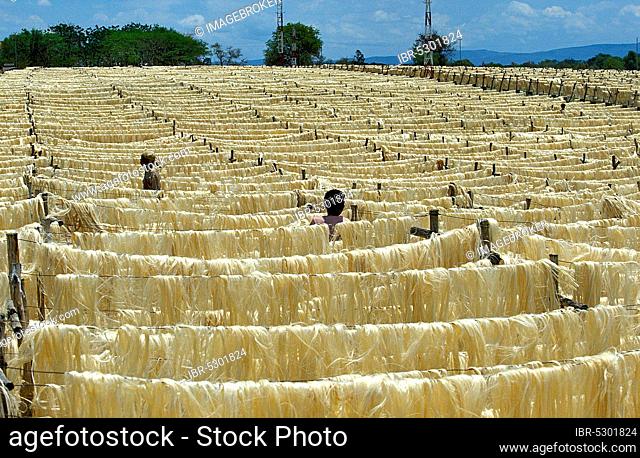 Rope of the sisal (agave sisalana) plant, drying fibres, factory at Fort Dauphin in Madagascar