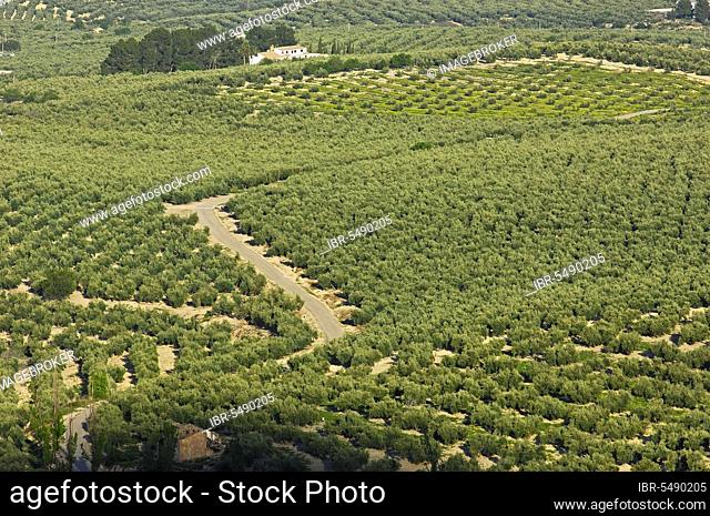 Olive plantation, Sierra de Cazorla, Segura y Las Villas National Park, Jaen, Andalusia, Spain, olive trees, olive grove, Europe