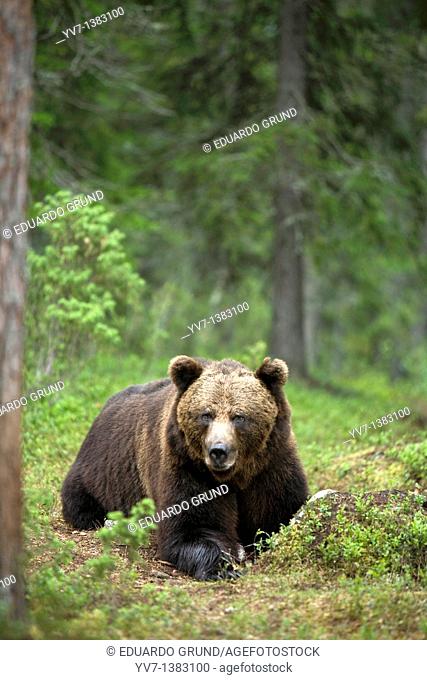 European Brown Bear Ursus arctos, Finland