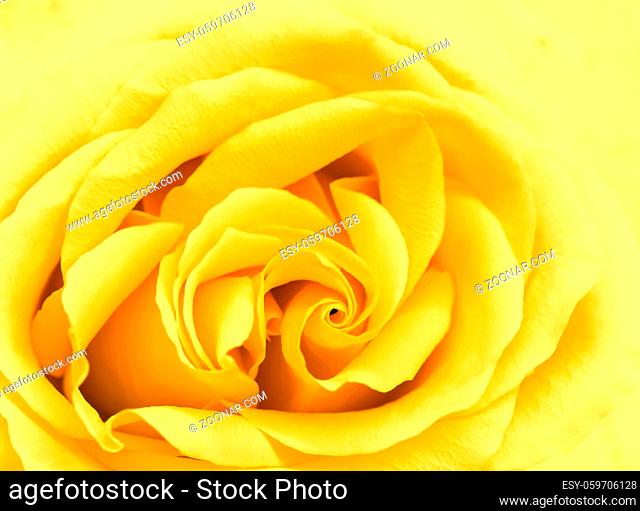 Botanical concept, wedding invitation card - Soft focus, abstract floral background, yellow rose flower. Macro flowers backdrop for holiday brand design