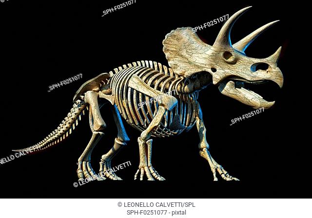 Triceratops dinosaur skeleton, illustration