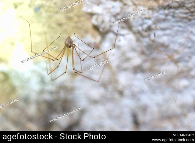 long-legged cellar spider (Pholcus phalangioides) sitting in the basement of a residential building, Germany