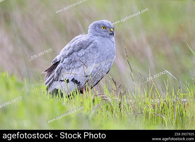 Montagu's Harrier (Circus pygargus), side view of an adult male standing among the grass, Campania, Italy