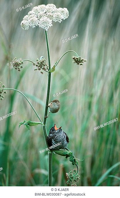 cuckoo with reed warbler Acrocephalus scirpaceus, Cucullus canorus, begging, United Kingdom, England