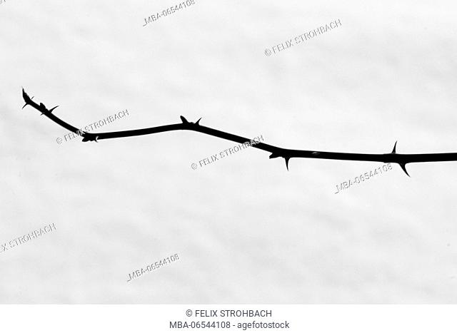 A branch with thorns in front of white background