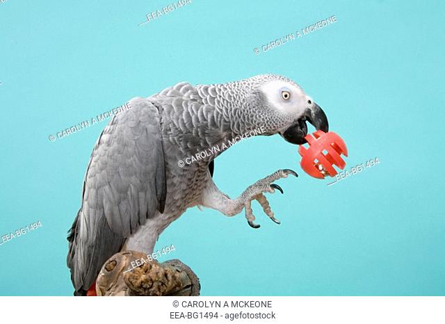 Congo African Grey parrot Psittacus erithacus erithacus playing with a ball