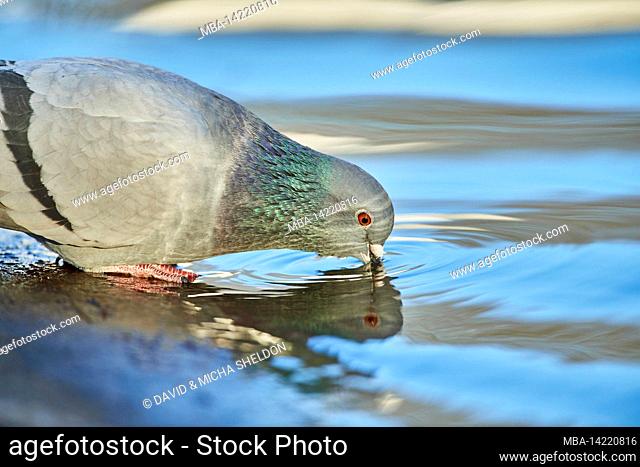 Feral pigeon or city pigeon (Columba livia domestica) drinks water, Bavaria, Germany