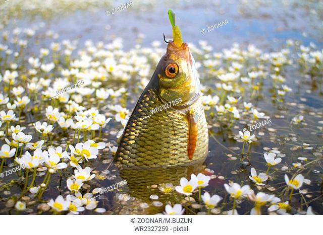 summer lake fishing Rudd fish