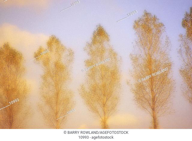 Line of trees against sky. Belgium