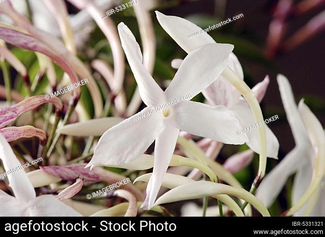 Jasmine (Jasminum polyanthum)