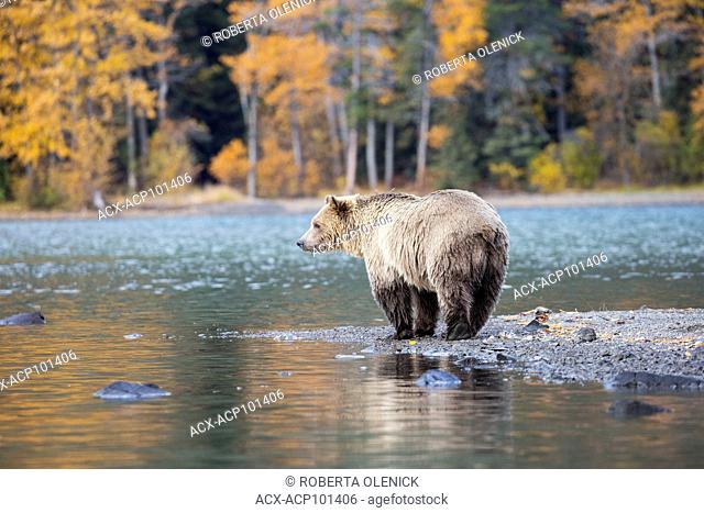Grizzly bear (Ursus arctos horribilis), female, Central Interior, British Columbia, Canada