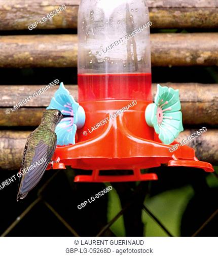 Hummingbird, North Coast, Camburi, São Paulo, Brazil