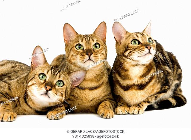 BROWN SPOTTED TABBY WITH BROWN MARBLED TABBY BENGAL DOMESTIC CAT