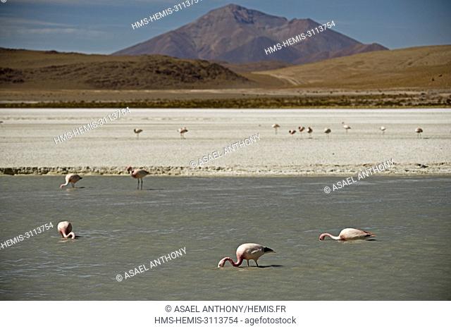 Bolivia, Bolvian Desert, Reserva Eduardo Avaroa, Flamingoes on Laguna Hedionda