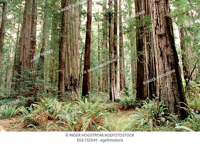Redwood (Sequoia sempervirens). Stout Grove. Jedediah Smith Redwoods State Park. California. USA