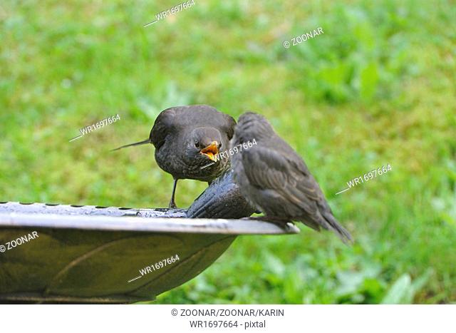 European Starling and Blackbird
