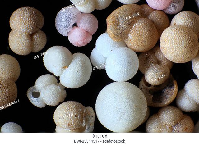 foraminiferans, forams (Foraminiferida), Foraminifera