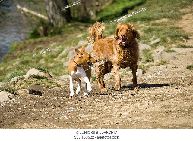 half breed dog and a Basenji puppy - walking