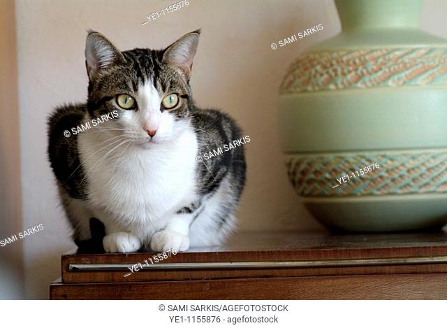 Portrait of a tabby cat sitting on a sideboard in a Sphinx-like pose