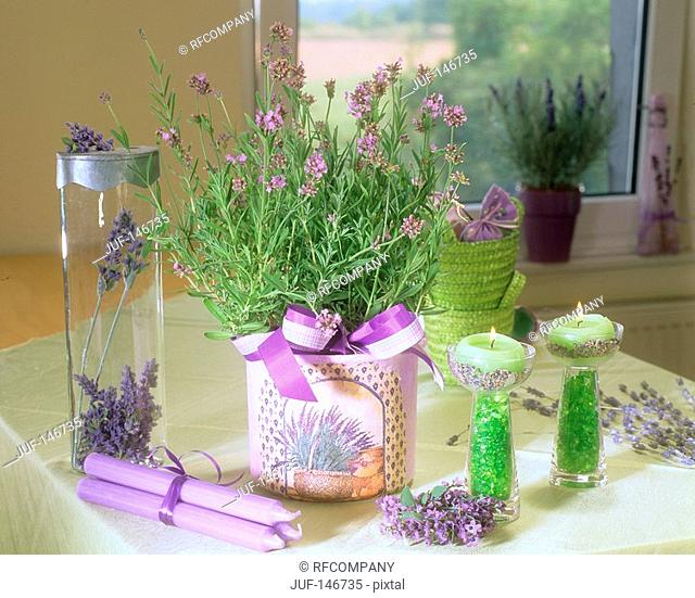 lavender in flowerpot