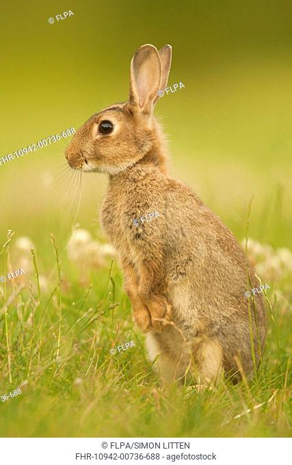 European Rabbit (Oryctolagus cuniculus) adult, alert, standing in field margin, Norfolk, England, August