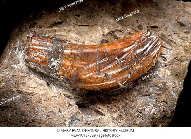 Original Iguanodon tooth found by Dr. and Mrs. Mantell. Iguanodon was a large plant eater with cheek teeth for grinding vegetation and hoof-like claws