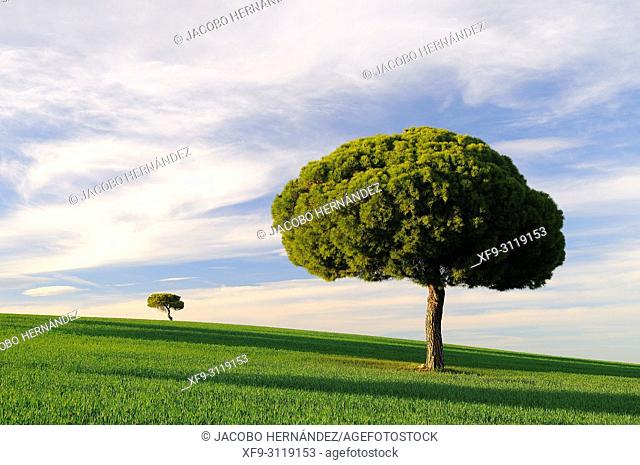 Stone pine (Pinus pinea). Villarrín de Campos. Tierra de Campos region. Zamora province. Castilla y León. Spain