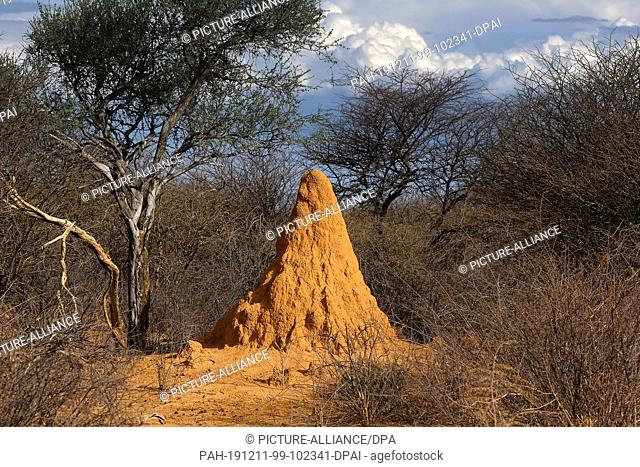 30 November 2019, Namibia, Etosha-Nationalpark: A termite hill stands next to a tree in Etosha National Park. Photo: Oliver Berg/dpa
