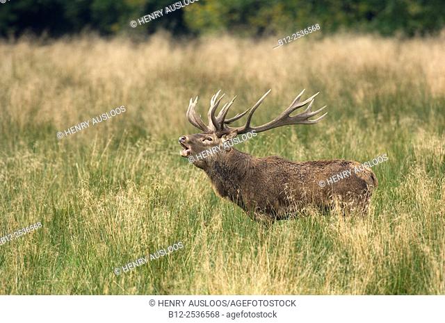 Red deer roaring, Denmark, Cervus elaphus
