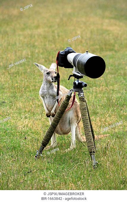 Eastern Grey Kangaroo (Macropus giganteus), adult examining a camera on a tripod, Australia