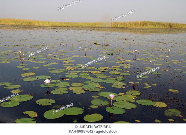 Water lilies in the swamps of the White Nile river near Nyal, South Sudan, 28 March 2017. The area is located in the South Sudanese state of Unity