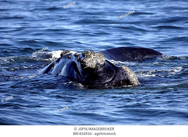 Southern Right Whale (Eubalaena australis), portrait, South Africa