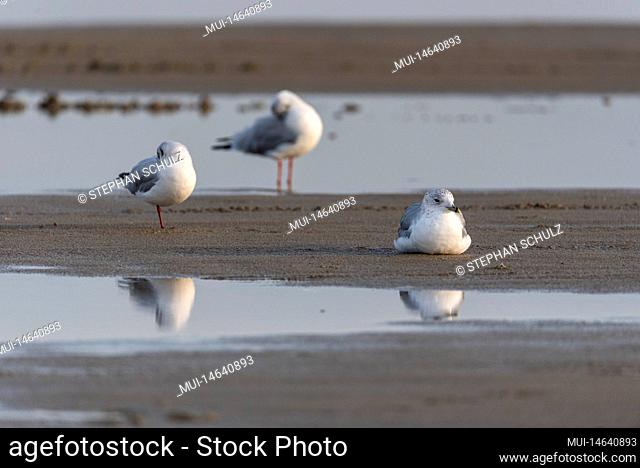 Seagulls, Vadehavet National Park, Lakok, Syddanmark, Denmark