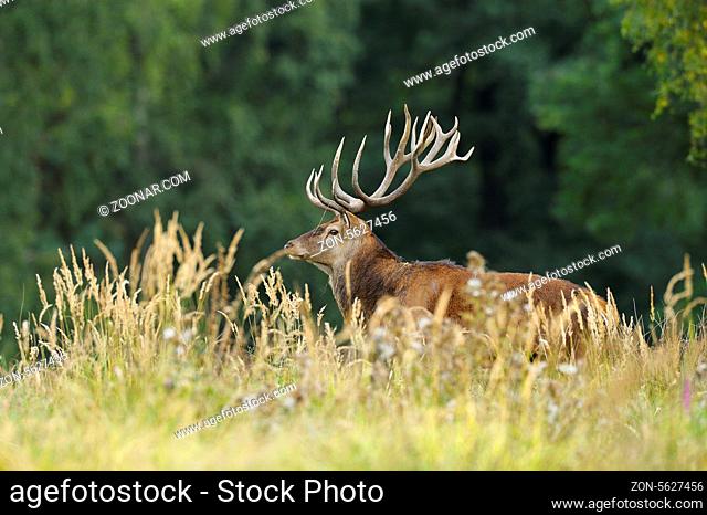 Rothirsch, Cervus elaphus, Deutschland, Red deer, Germany
