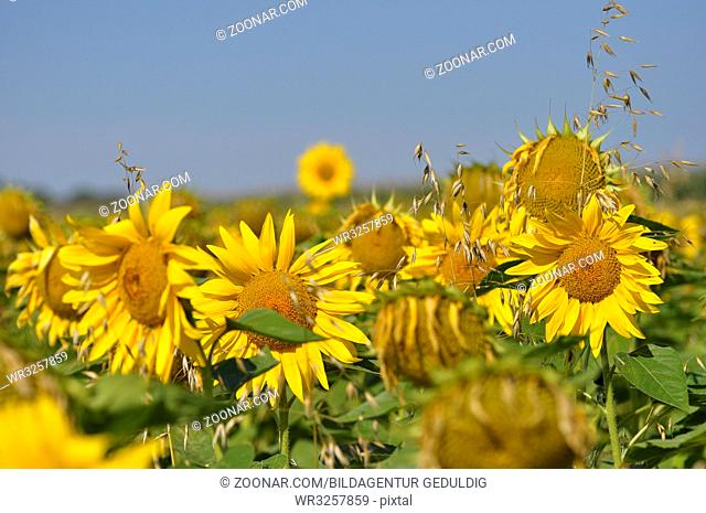 Sonnenblumen im Haferfeld