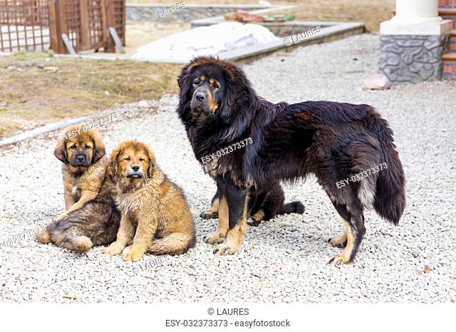 Dog breed Tibetan Mastiff with her puppies