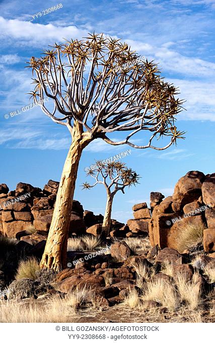 Quiver Tree (Aloe dichotoma) in the Giant's Playground - Keetmanshoop, Namibia, Africa