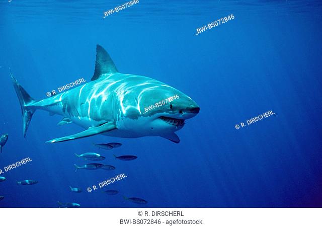 great white shark (Carcharodon carcharias, Carcharodon rondeletii), front view, South Africa, Dyer Island, Atlantic Ocean, Gansbaai