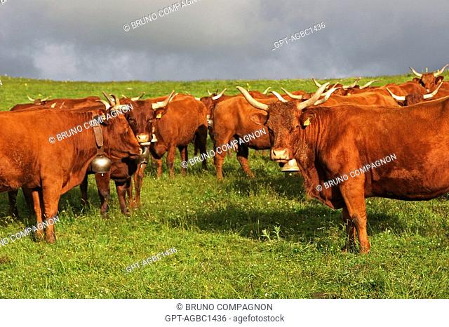 SALERS BREED COWS IN A MOUNTAIN MEADOW, CANTAL 15