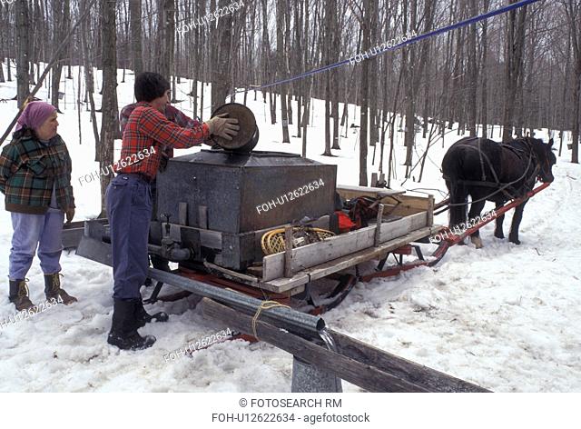sugaring, sleigh, Vermont, VT, People collecting sap during sugaringtime using horse and sleigh on Carpenter Farm in Cabot in the snow in the early spring