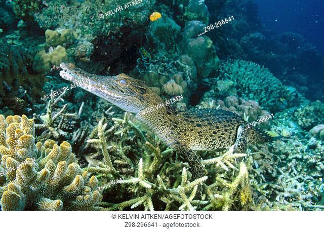 Indopacific or estuarine crocodile (Crocodylus porosus) underwater. Tropical India to Vanuatu