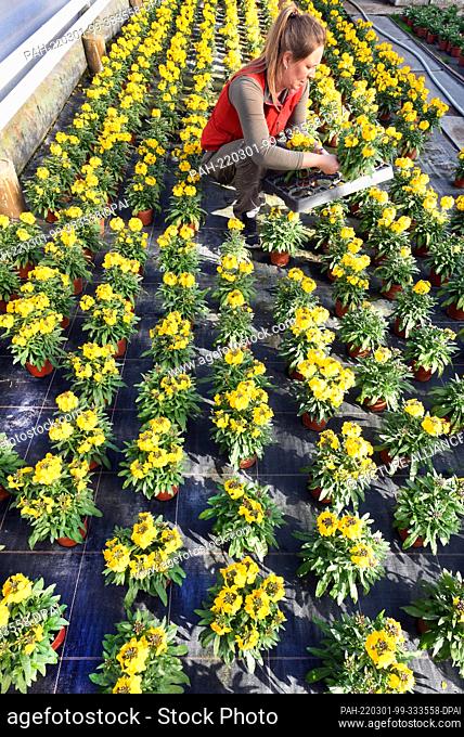 28 February 2022, Saxony, Wurzen: Thousands of flowers of early bloomers shine in the sunshine in the large greenhouse of the nursery and plant market Grünert...