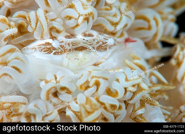 Porcelain crab (Lissoporcellana sp.) on white host soft coral, Lembeh Strait, Sulawesi, Indonesia
