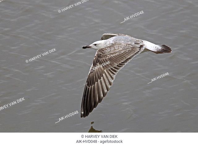 Second winter Caspian Gull (Larus cachinnans) in flight, showing upperwing with 1 white mirror on p10