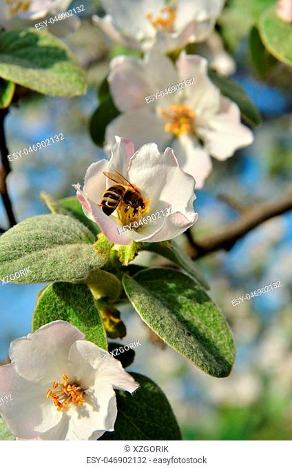 The bee sits on the inflorescence of the tree