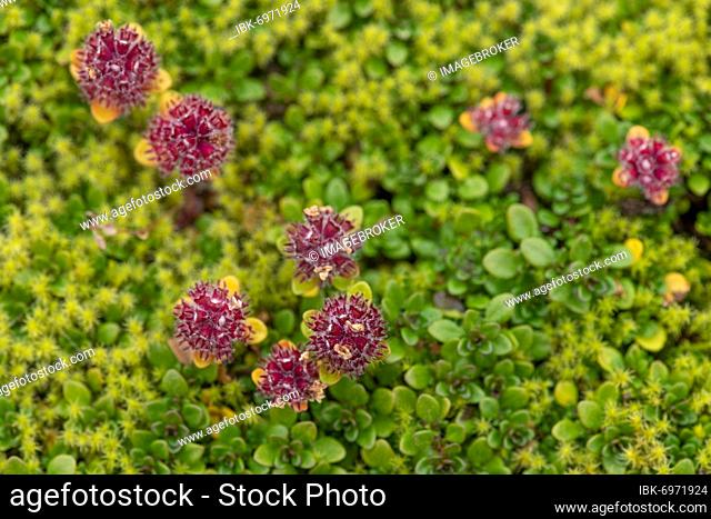 Arctic Thymus praecox (Thymus praecox ssp. arcticus), Landmannalaugar, Fjallabak, Icelandic highlands, Iceland, Europe