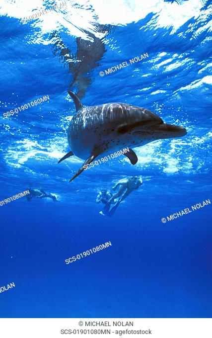 Young Atlantic Spotted Dolphin Stenella frontalis with snorkelers underwater on the Little Bahama Banks, Grand Bahama Island, Bahamas