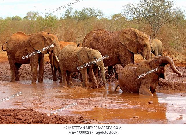 African Elephant group bathing in mud Tsavo National Park Kenya