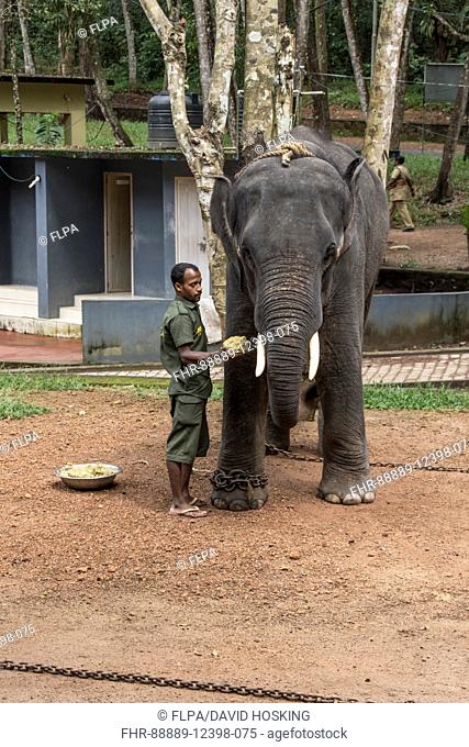 Mahout feeding Indian Elephant with food supplements at Kappukadu rehabilitation centre